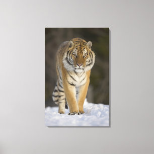 Captive, Duluth, Minnesota, USA Canvas Print