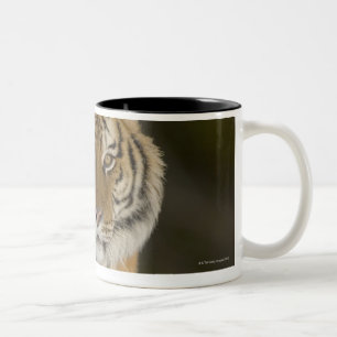 Captive, Duluth, Minnesota, USA Two-Tone Coffee Mug