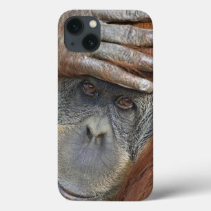 Captive female Sumatran Orangutan iPhone 13 Case