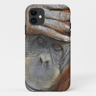 Captive female Sumatran Orangutan iPhone 11 Case