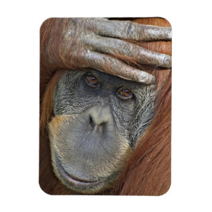 Captive female Sumatran Orangutan Magnet