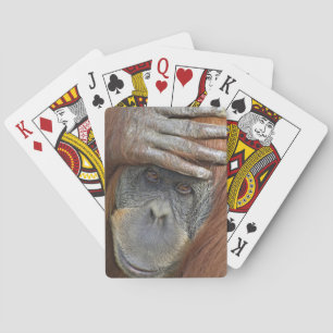 Captive female Sumatran Orangutan Playing Cards