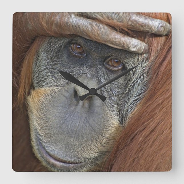 Captive female Sumatran Orangutan Square Wall Clock (Front)