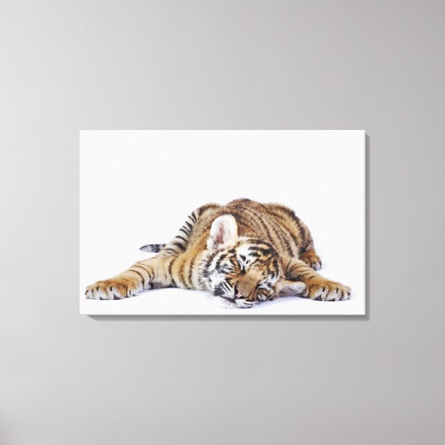 Captive, South Africa 2 Canvas Print (Front)