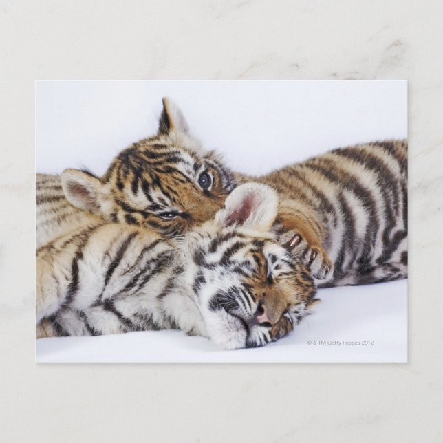 Captive, South Africa 4 Postcard (Front)