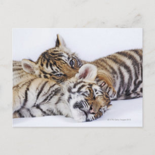 Captive, South Africa 4 Postcard