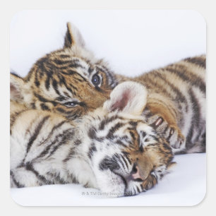 Captive, South Africa 4 Square Sticker