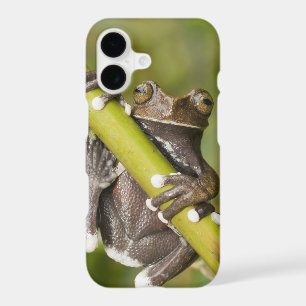 Captive Tapichalaca Tree Frog Hyloscirtus