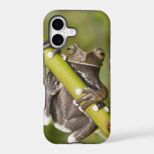 Captive Tapichalaca Tree Frog Hyloscirtus