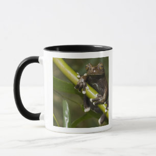Captive Tapichalaca Tree Frog Hyloscirtus 2 Mug