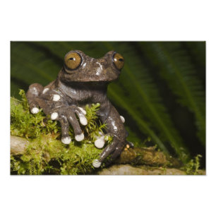 Captive Tapichalaca Tree Frog Hyloscirtus 2 Photo Print