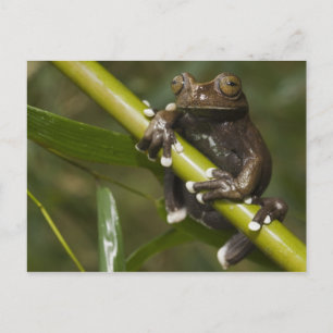 Captive Tapichalaca Tree Frog Hyloscirtus 2 Postcard