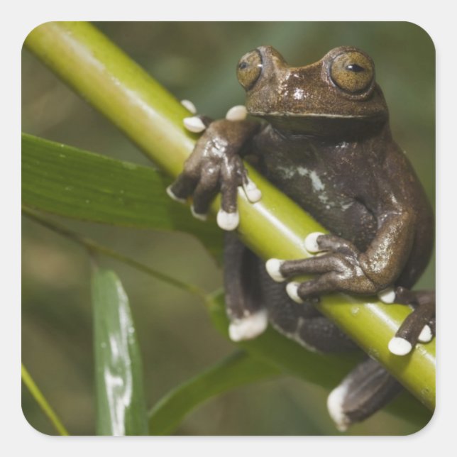 Captive Tapichalaca Tree Frog Hyloscirtus 2 Square Sticker (Front)