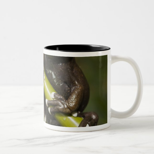 Captive Tapichalaca Tree Frog Hyloscirtus 2 Two-Tone Coffee Mug (Right)