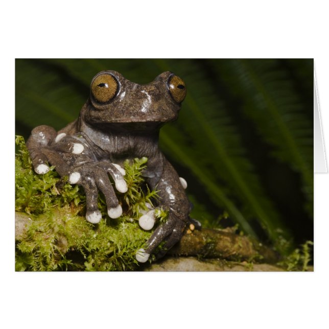 Captive Tapichalaca Tree Frog Hyloscirtus 3 (Front Horizontal)