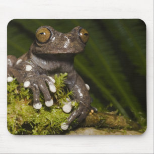 Captive Tapichalaca Tree Frog Hyloscirtus 3 Mouse Mat