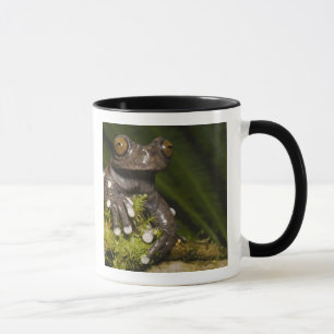 Captive Tapichalaca Tree Frog Hyloscirtus 3 Mug