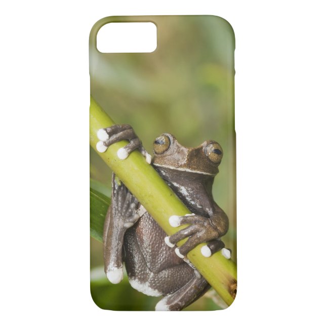 Captive Tapichalaca Tree Frog Hyloscirtus Case-Mate iPhone Case (Back)