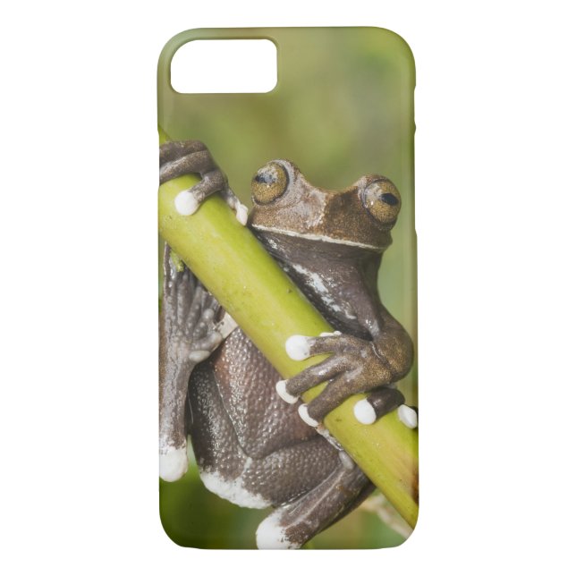 Captive Tapichalaca Tree Frog Hyloscirtus Case-Mate iPhone Case (Back)