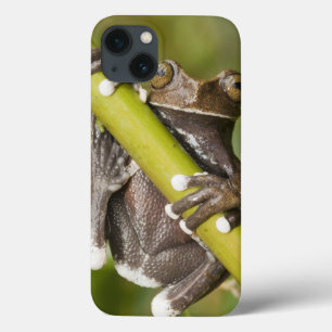 Captive Tapichalaca Tree Frog Hyloscirtus iPhone 13 Case