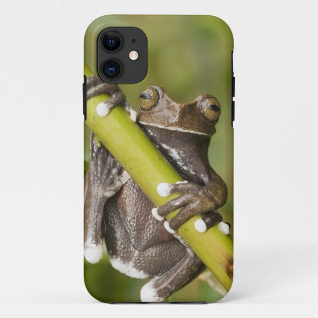 Captive Tapichalaca Tree Frog Hyloscirtus Case-Mate iPhone Case (Back)