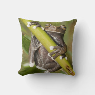 Captive Tapichalaca Tree Frog Hyloscirtus Cushion