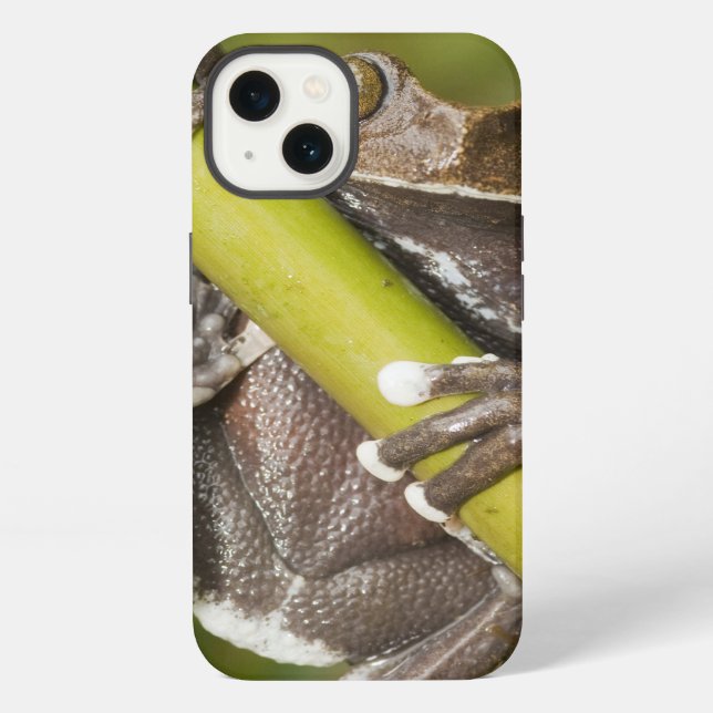 Captive Tapichalaca Tree Frog Hyloscirtus iPhone Case (Back)