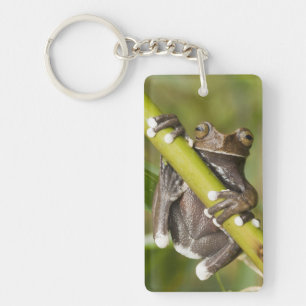 Captive Tapichalaca Tree Frog Hyloscirtus Key Ring