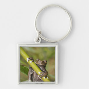 Captive Tapichalaca Tree Frog Hyloscirtus Key Ring