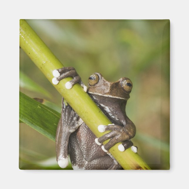 Captive Tapichalaca Tree Frog Hyloscirtus Magnet (Front)