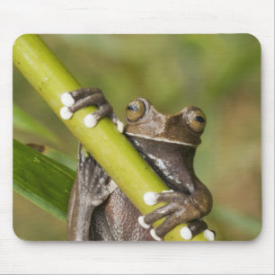 Captive Tapichalaca Tree Frog Hyloscirtus Mouse Mat