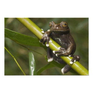 Captive Tapichalaca Tree Frog Hyloscirtus Photo Print
