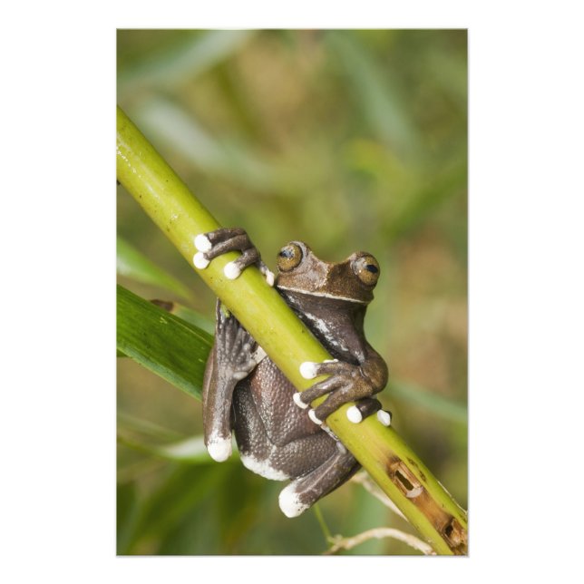 Captive Tapichalaca Tree Frog Hyloscirtus Photo Print (Front)