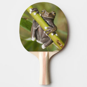 Captive Tapichalaca Tree Frog Hyloscirtus Ping Pong Paddle