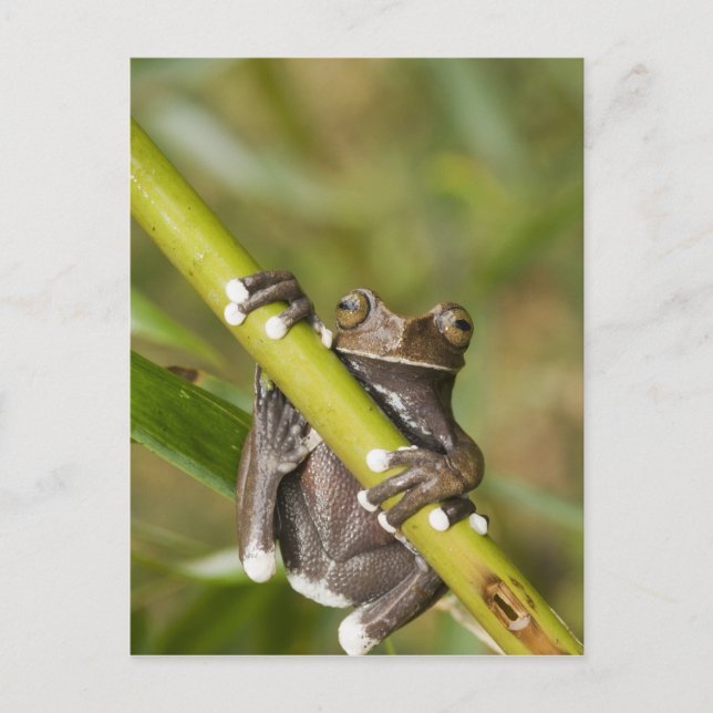 Captive Tapichalaca Tree Frog Hyloscirtus Postcard (Front)