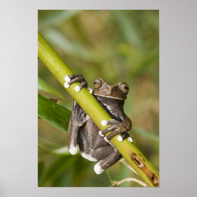 Captive Tapichalaca Tree Frog Hyloscirtus Poster (Front)