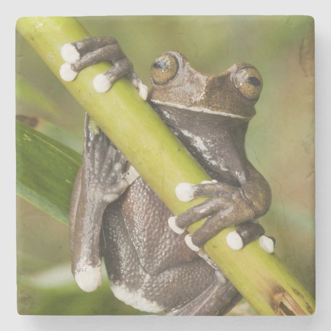 Captive Tapichalaca Tree Frog Hyloscirtus Stone Coaster (Front)