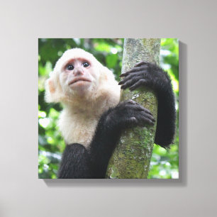Capuchin monkey canvas print