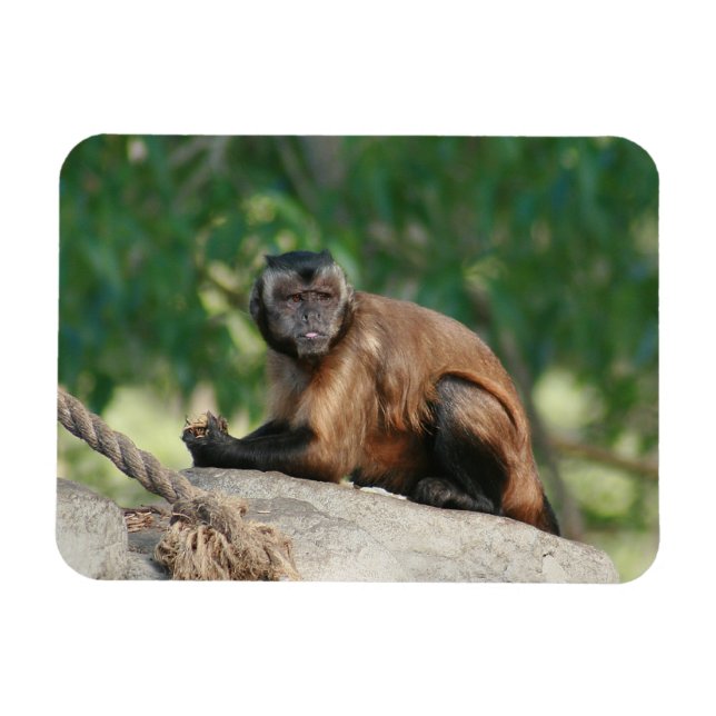 Capuchin Monkey Cute But Cranky Magnet (Horizontal)