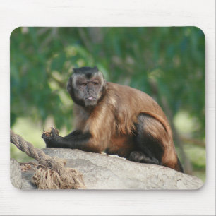 Capuchin Monkey Cute But Cranky Mouse Mat