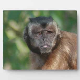 Capuchin Monkey Cute But Cranky Plaque