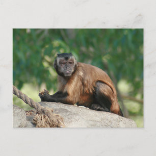 Capuchin Monkey Cute But Cranky Postcard