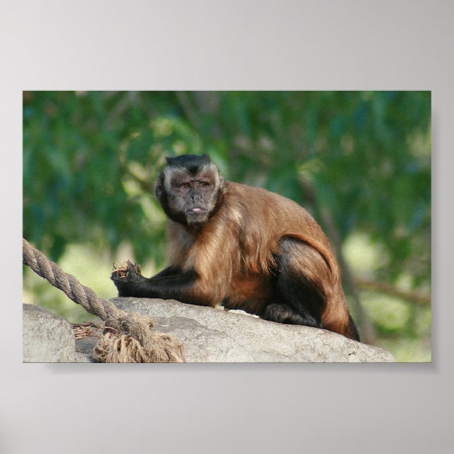 Capuchin Monkey Cute But Cranky Poster (Front)