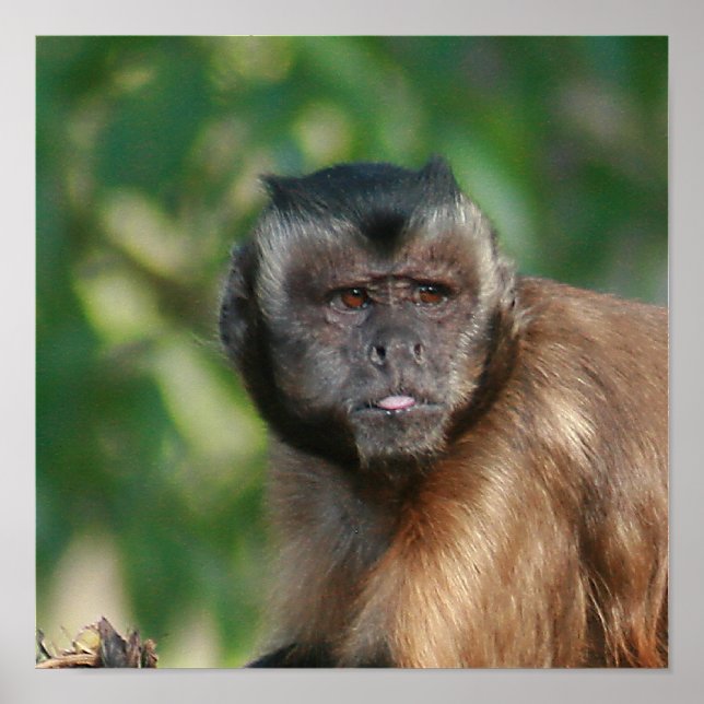 Capuchin Monkey Cute But Cranky Poster (Front)