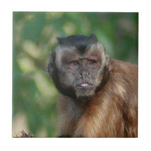 Capuchin Monkey Cute But Cranky Tile