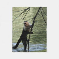 Capuchin monkey