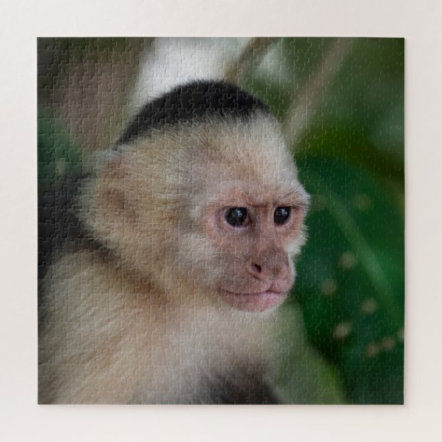 Capuchin monkey jigsaw puzzle (Vertical)