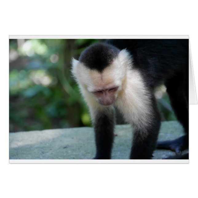 Capuchin Monkey.JPG (Front Horizontal)