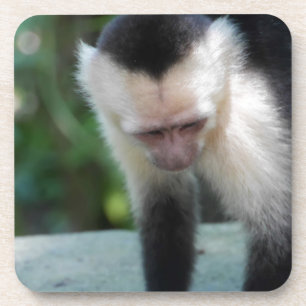 Capuchin Monkey.JPG Coaster