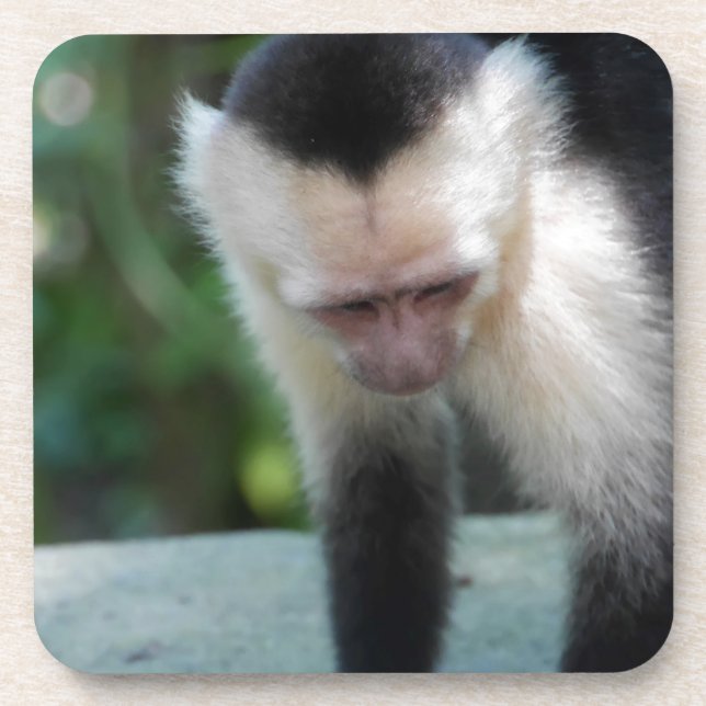 Capuchin Monkey.JPG Coaster (Front)